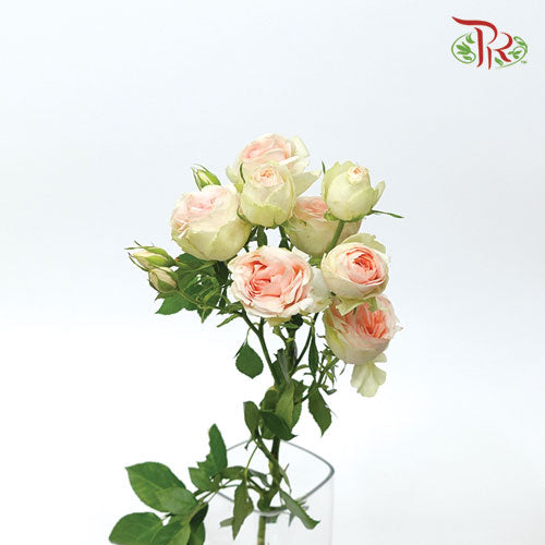 Rose Spray - Summer Rose (10 Stems)-Kenya-prflorist.com.my