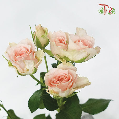 Rose Spray - Sweet Sara (5 Stems)-Netherland-prflorist.com.my