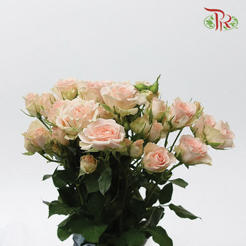 Rose Spray - Sweet Sara (5 Stems)-Netherland-prflorist.com.my