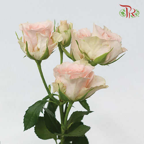 Rose Spray - Sweet Sara (5 Stems)-Netherland-prflorist.com.my