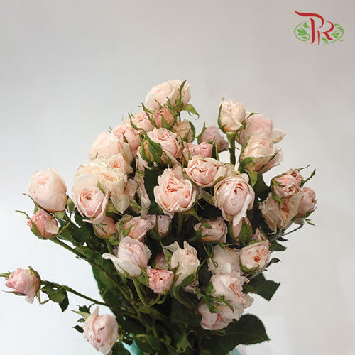 Rose Spray - Tambuzi Cream-Pink-Kenya-prflorist.com.my