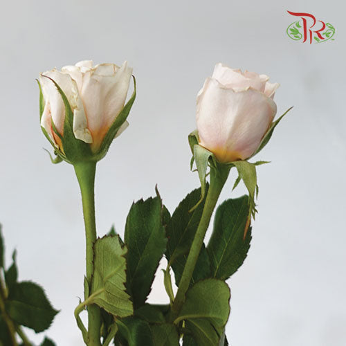 Rose Spray - Tambuzi Cream-Pink-Kenya-prflorist.com.my