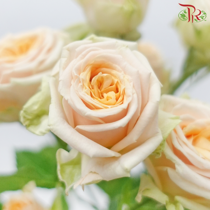 Rose Spray - Trinity (10 Stems)-Champagne-Kenya-prflorist.com.my