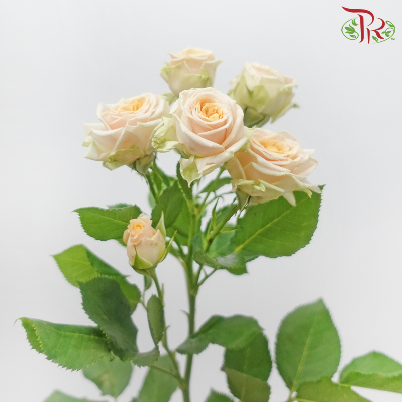 Rose Spray - Trinity (10 Stems)-Champagne-Kenya-prflorist.com.my
