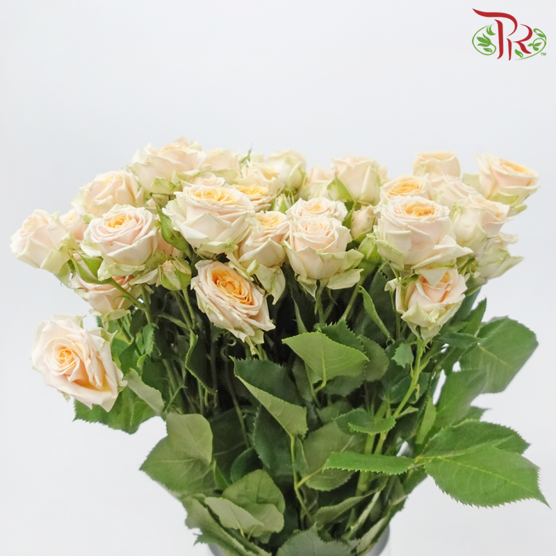 Rose Spray - Trinity (10 Stems)-Champagne-Kenya-prflorist.com.my