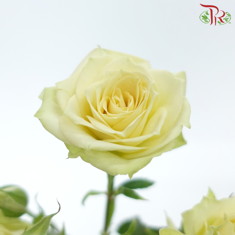 Rose Spray - Trisha (10 Stems)-Yellow / Peach-Kenya-prflorist.com.my
