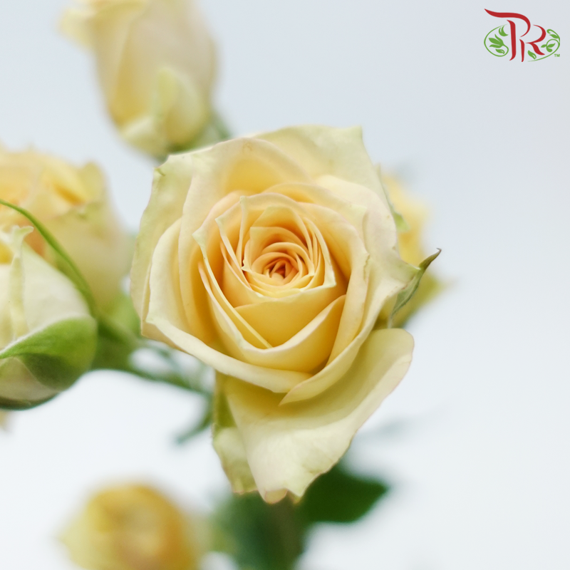 Rose Spray - Trisha (10 Stems)-Yellow / Peach-Kenya-prflorist.com.my
