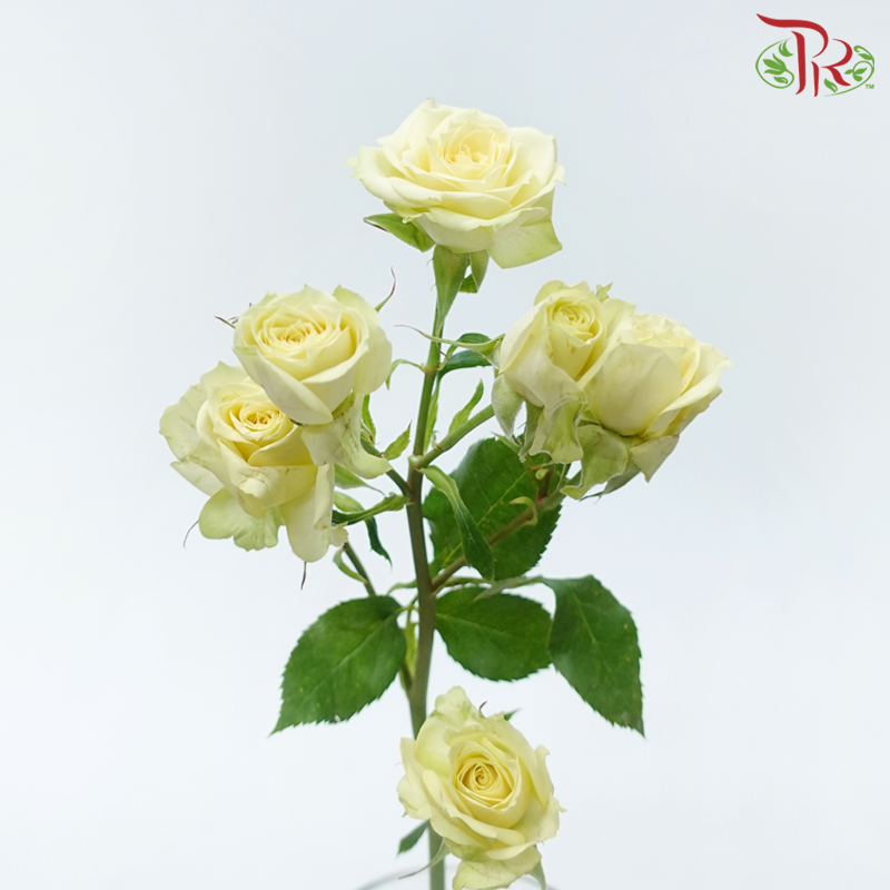 Rose Spray - Trisha (10 Stems)-Yellow / Peach-Kenya-prflorist.com.my