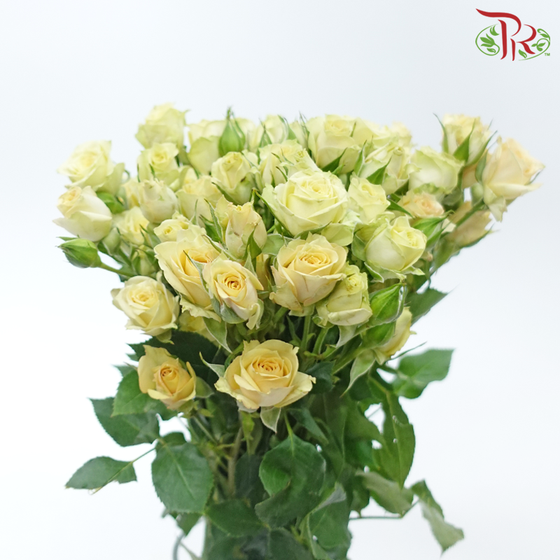 Rose Spray - Trisha (10 Stems)-Yellow / Peach-Kenya-prflorist.com.my