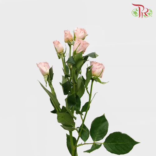 Rose Spray - Valentine Pink (10 Stems)-Valentine Pink-Kenya-prflorist.com.my