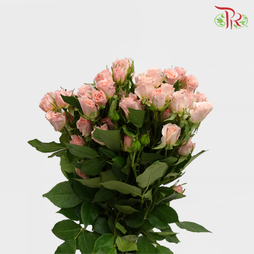 Rose Spray - Valentine Pink (10 Stems)-Valentine Pink-Kenya-prflorist.com.my