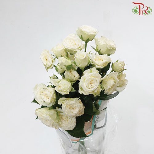 Rose Spray - White (5 Stems)-White-Vietnam-prflorist.com.my