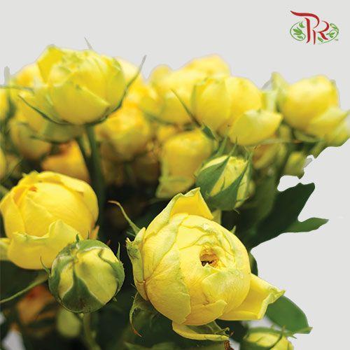 Rose Spray - Yellow (10 Stems)-Yellow-India-prflorist.com.my