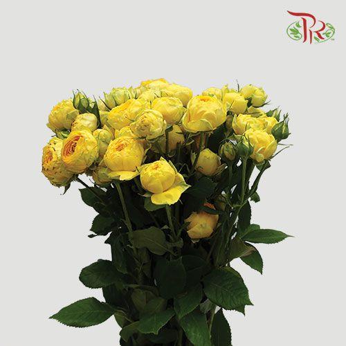Rose Spray - Yellow (10 Stems)-Yellow-India-prflorist.com.my