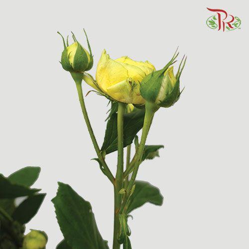 Rose Spray - Yellow (10 Stems)-Yellow-India-prflorist.com.my