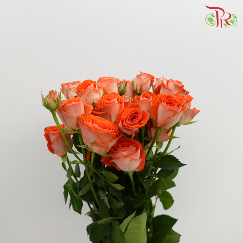 Rose Spray - Zadique Orange (10 Stems)-Orange-Kenya-prflorist.com.my