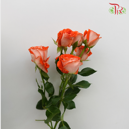 Rose Spray - Zadique Orange (10 Stems)-Orange-Kenya-prflorist.com.my