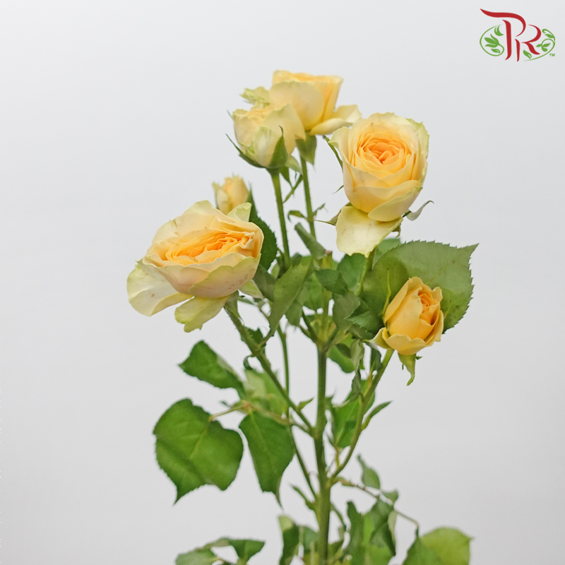 Rose Spray - Zephyr (10 Stems)-Avocado-China-prflorist.com.my