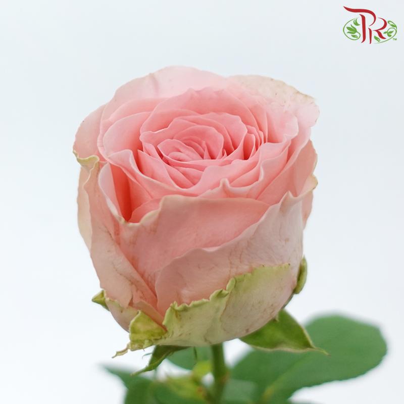 Rose - Spring Dawn (10 Stems)-Pink-China-prflorist.com.my