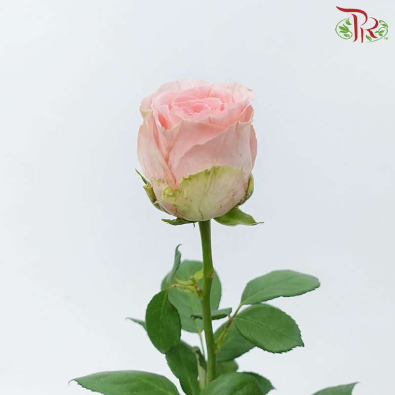 Rose - Spring Dawn (10 Stems)-Pink-China-prflorist.com.my