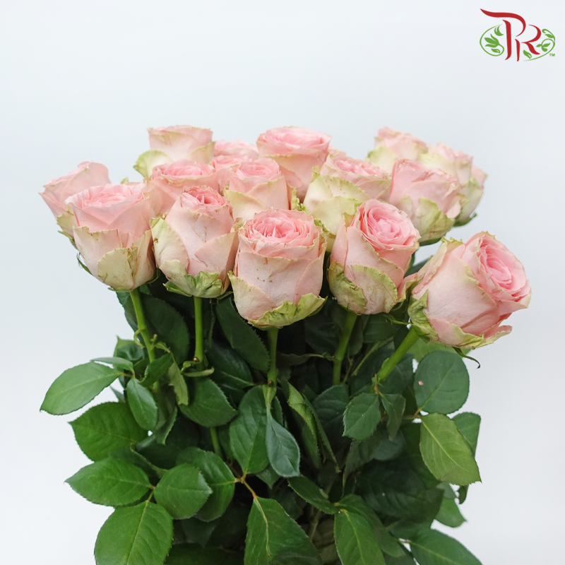 Rose - Spring Dawn (10 Stems)-Pink-China-prflorist.com.my