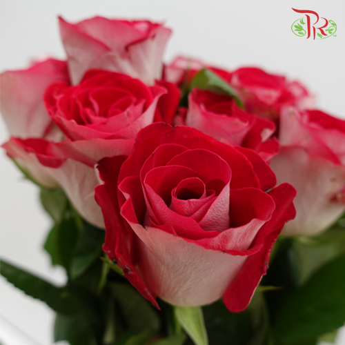 Rose - Spring Snow (10 Stems)-Red-China-prflorist.com.my