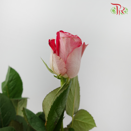 Rose - Spring Snow (10 Stems)-Red-China-prflorist.com.my