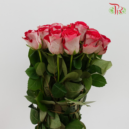 Rose - Spring Snow (10 Stems)-Red-China-prflorist.com.my