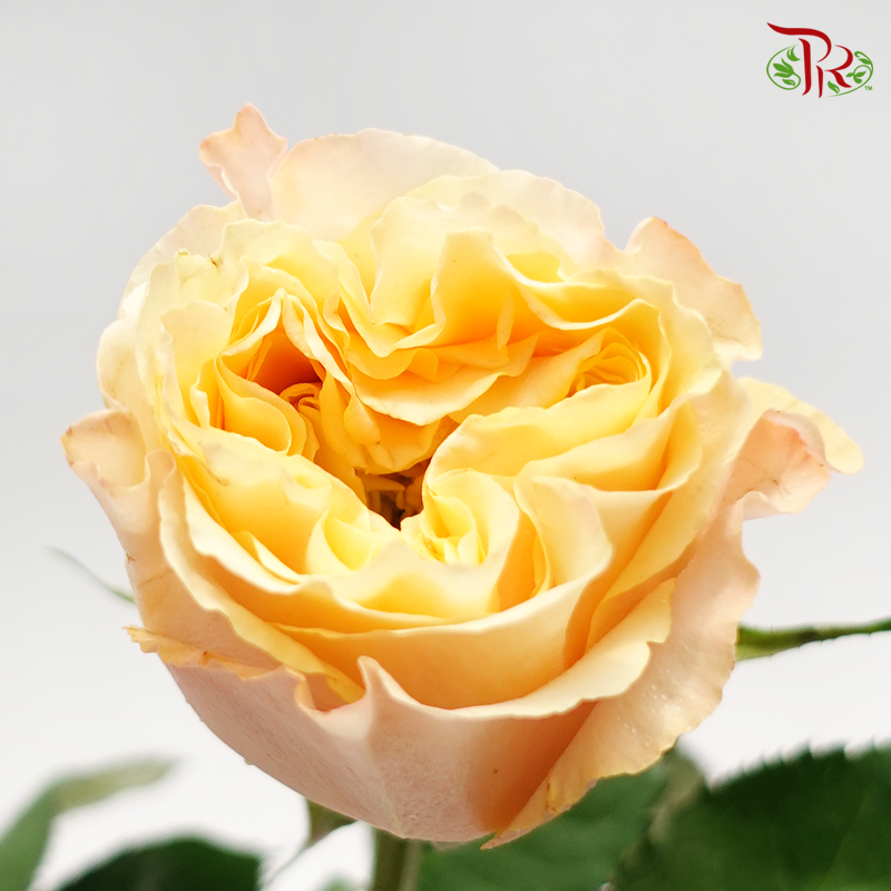 Rose - Storm Goddess (10 Stems)-Yellow-China-prflorist.com.my