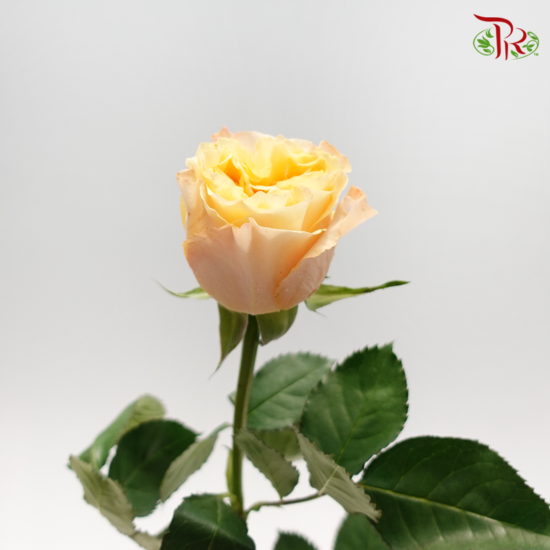 Rose - Storm Goddess (10 Stems)-Yellow-China-prflorist.com.my