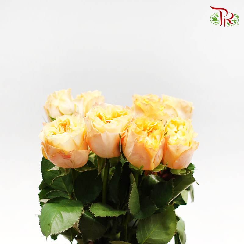 Rose - Storm Goddess (10 Stems)-Yellow-China-prflorist.com.my