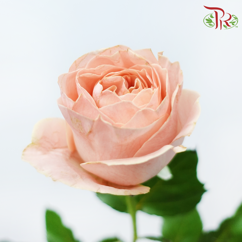 Rose - Summer Romance (10 Stems)-Summer Romance-China-prflorist.com.my