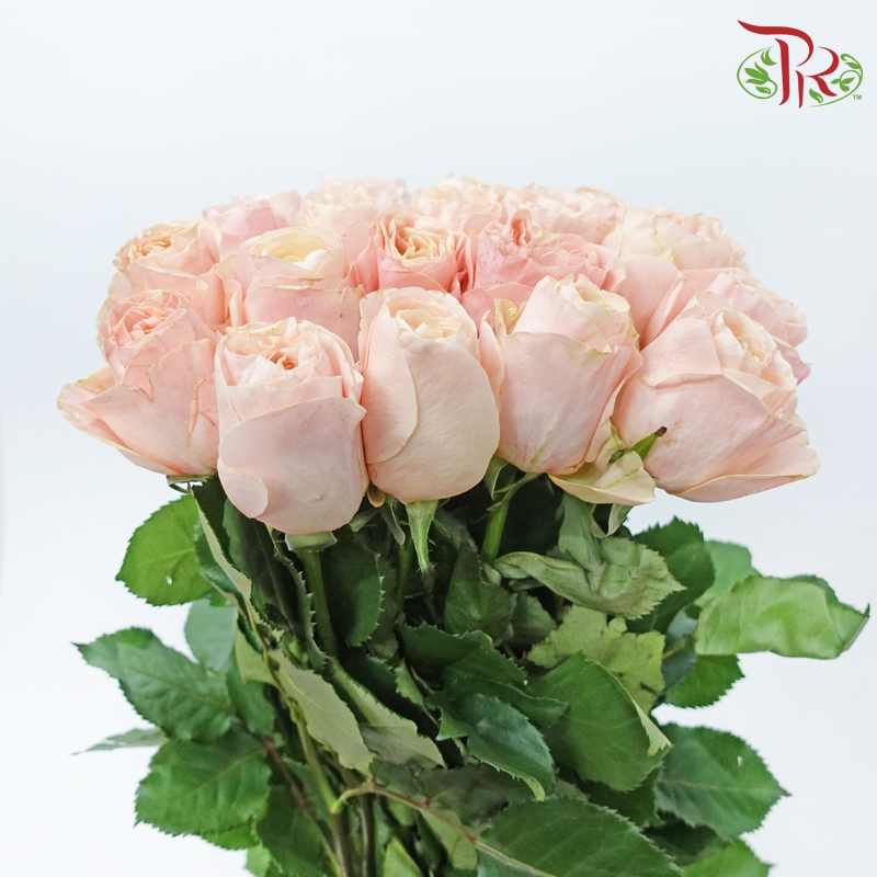 Rose - Summer Romance (10 Stems)-Summer Romance-China-prflorist.com.my