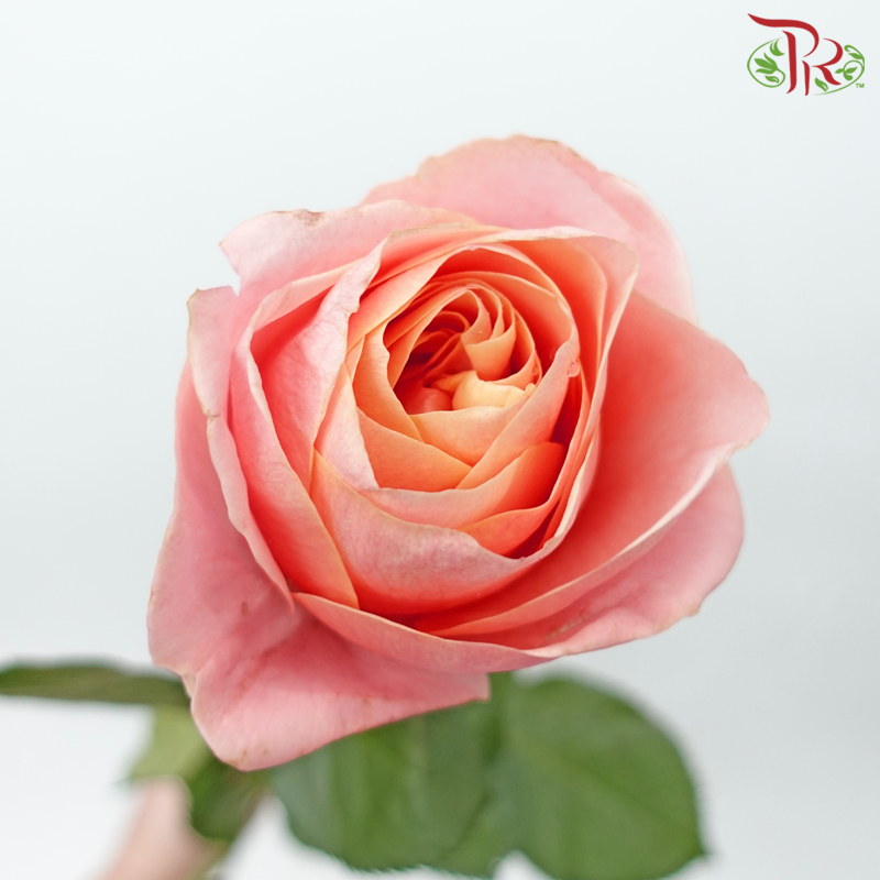 Rose - Summer Romance (20 Stems)-Summer Romance-China-prflorist.com.my