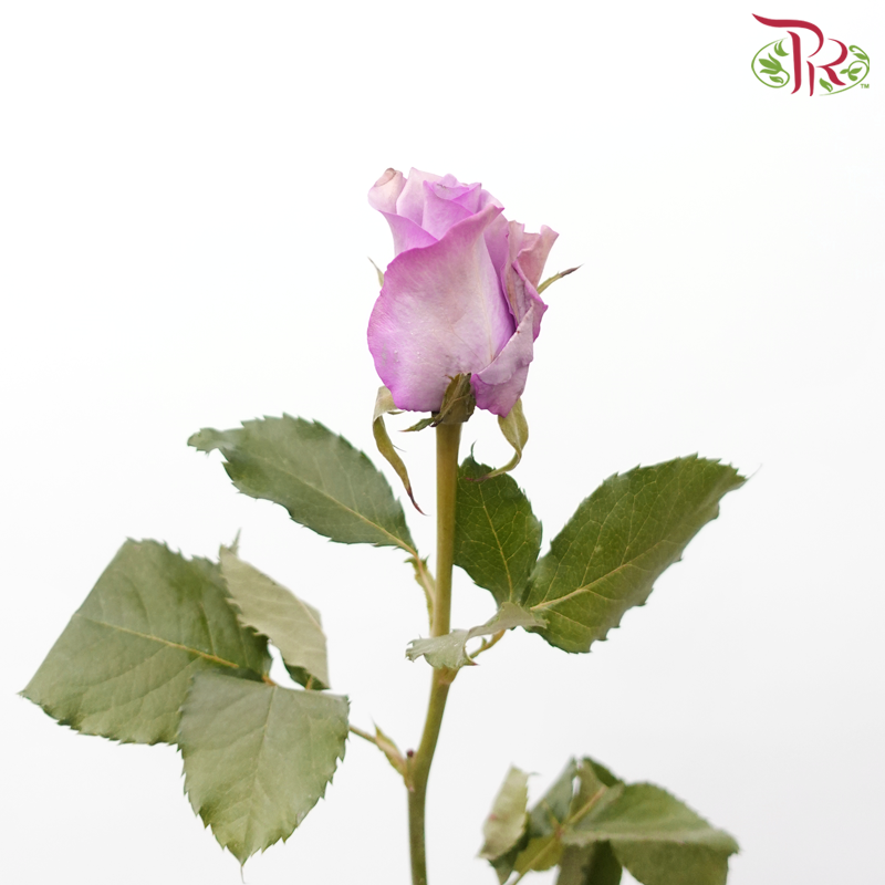 Rose - Sunset Purple (10 Stems)-Purple-China-prflorist.com.my