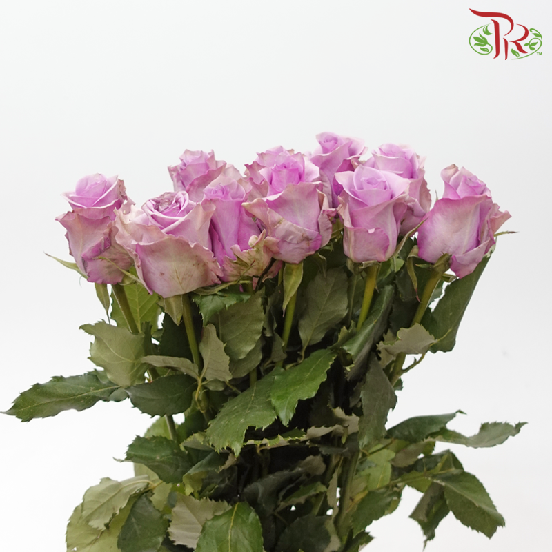 Rose - Sunset Purple (10 Stems)-Purple-China-prflorist.com.my
