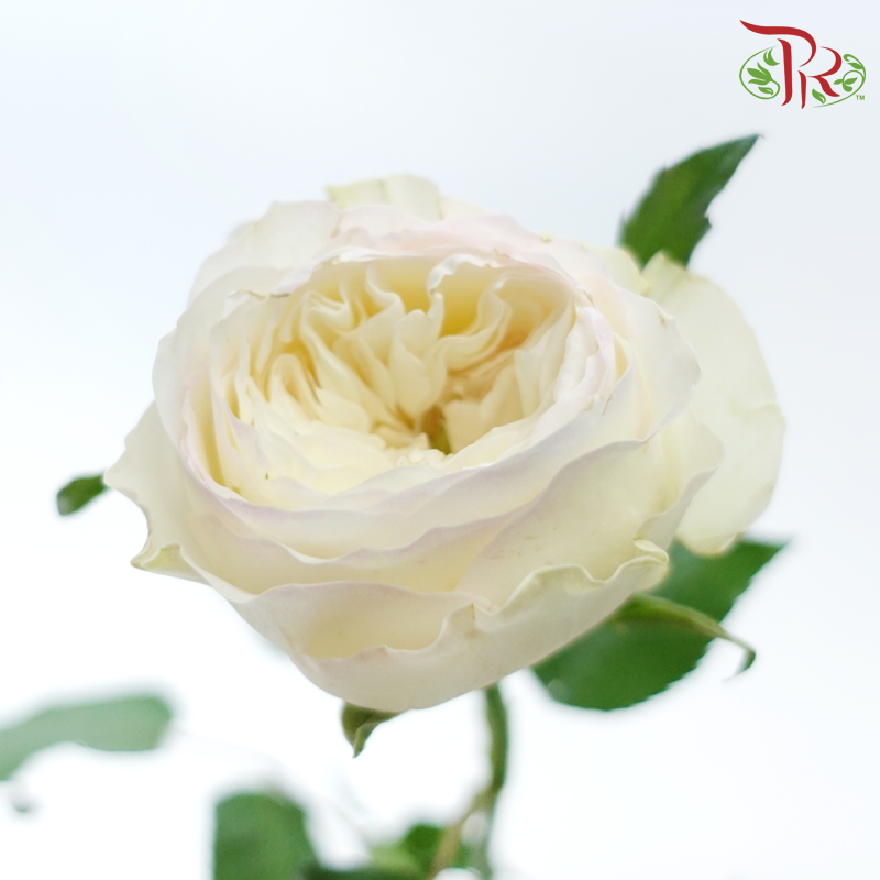 Rose - Taylor (10 Stems)-Cream / Light Pink-China-prflorist.com.my