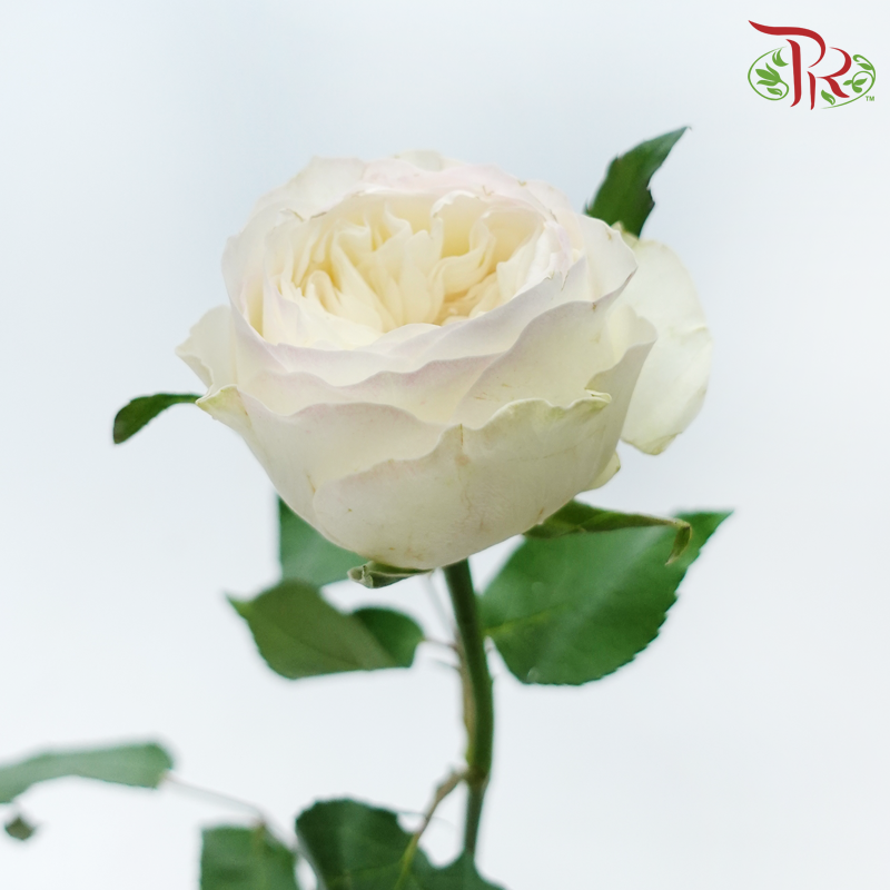 Rose - Taylor (10 Stems)-Cream / Light Pink-China-prflorist.com.my