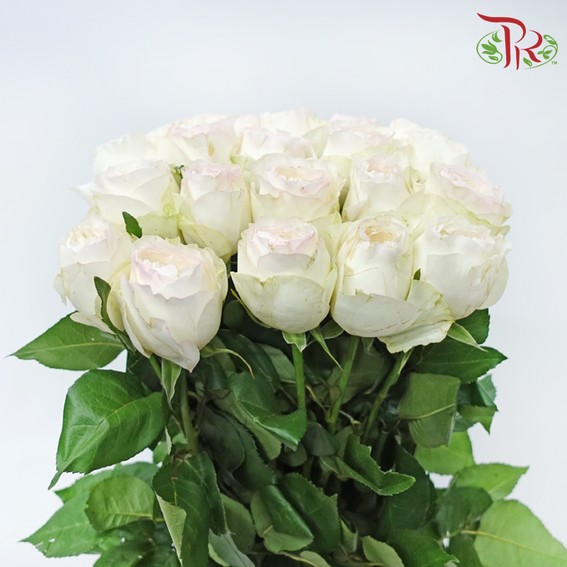 Rose - Taylor (10 Stems)-Cream / Light Pink-China-prflorist.com.my