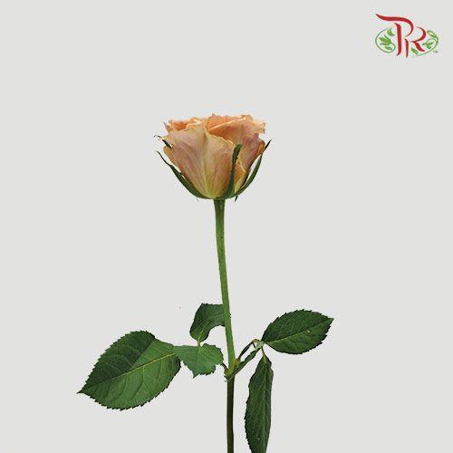 Rose - Toffee (10 Stems)-Brown-China-prflorist.com.my