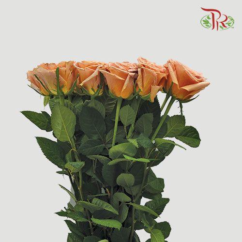 Rose - Toffee (10 Stems)-Brown-China-prflorist.com.my