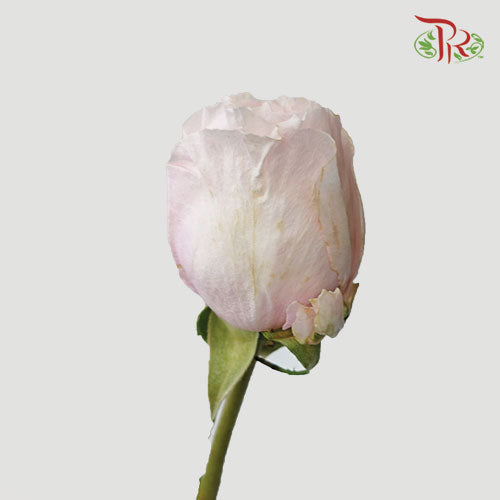 Rose - Tsumugi (10 Stems)-Pink-Kenya-prflorist.com.my