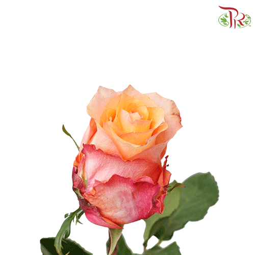 Rose - Twilight (25 stems)-Ecd-prflorist.com.my