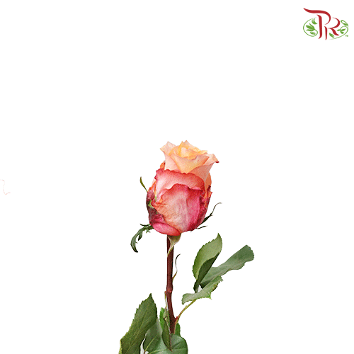 Rose - Twilight (25 stems)-Ecd-prflorist.com.my