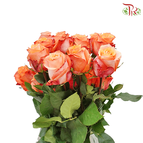 Rose - Twilight (25 stems)-Ecd-prflorist.com.my