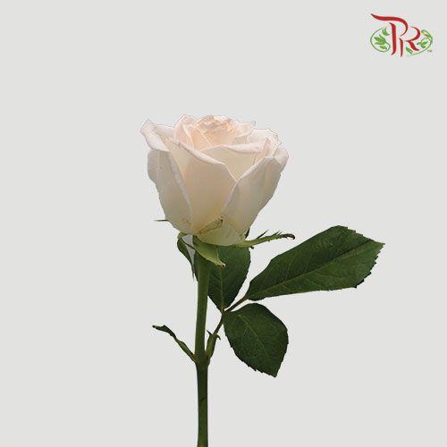 Rose - Vendella (10 Stems)-Cream-China-prflorist.com.my