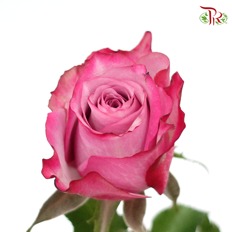 Rose - Violet (20 Stems)-Purple-China-prflorist.com.my