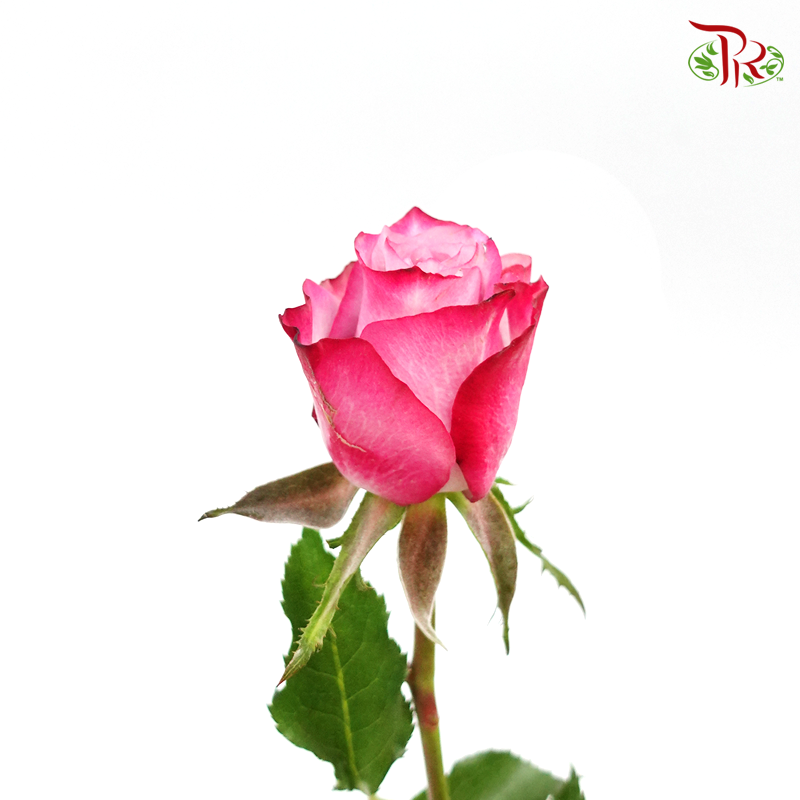 Rose - Violet (20 Stems)-Purple-China-prflorist.com.my