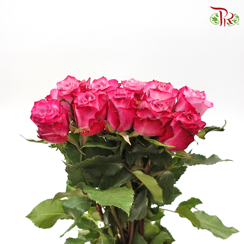 Rose - Violet (20 Stems)-Purple-China-prflorist.com.my