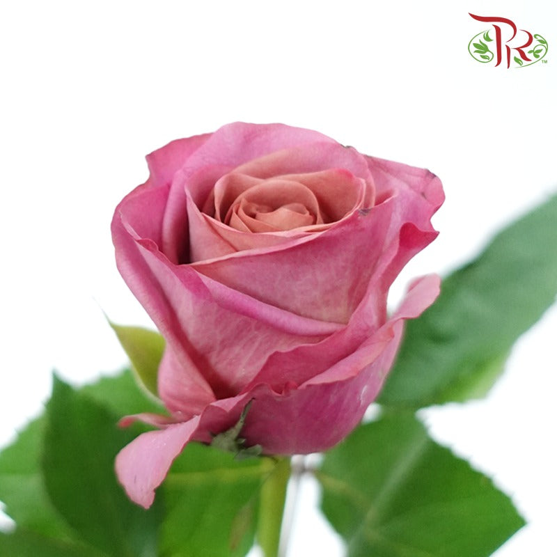 Rose - Violet Magenta (10 Stems)-Violet Magenta-China-prflorist.com.my
